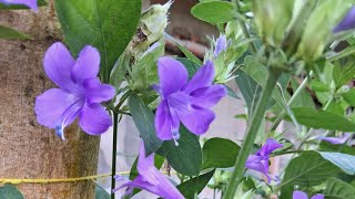 Barleria Purple [upl. by Nivlad629]