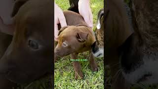 Rescued Pup Turns Into A Whole New Dog In Three Days  The Dodo [upl. by Airtened205]