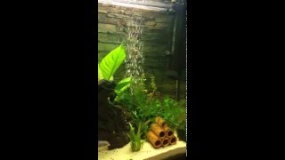 Giant Bronze Corydoras Breeding Spawning [upl. by Rednal58]