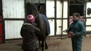 Horse Clipping Tips for difficult areas the face flank etc Horse Clipping Video 4 [upl. by Cud952]