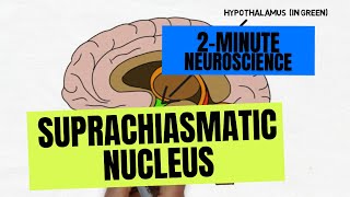 2Minute Neuroscience Suprachiasmatic Nucleus [upl. by Ahsatal]