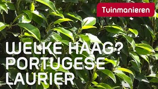 Welke haag kies je De Portugese Laurier  Plantenkennis  Tuinmanieren [upl. by Conway392]