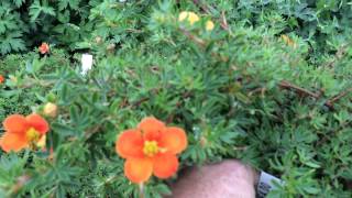 Potentilla Hopleys Orange [upl. by Ailliw497]