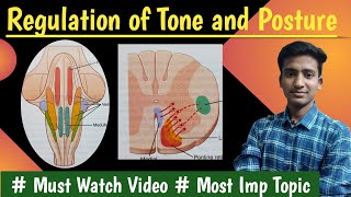 Regulation of tone and posture Decerebrate rigidity Righting reflexPhysiologyin hindiAshish [upl. by Nela795]