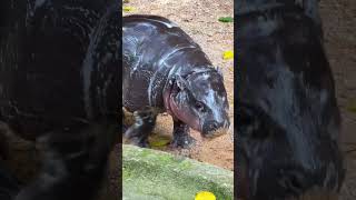 Cute Baby Hippo Moo Deng baby moodeng cutebaby [upl. by Phillipe]