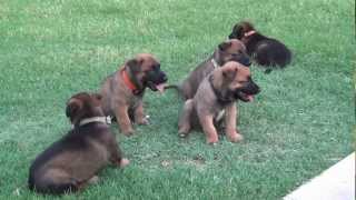 Belgian Malinois Puppies For Sale Expected December 2013 [upl. by Eynttirb]