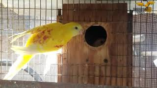 BREEDING PAIR BOURKE PARAKEETS [upl. by Jim]