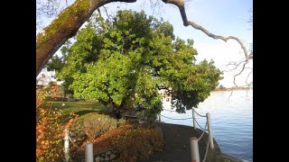 Large Arbutus Strawberry tree in Victoria BC [upl. by Koffman]