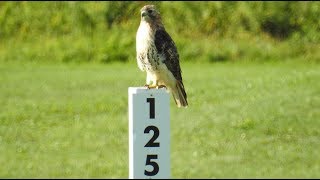 Buse à queue rousse  Redtailed Hawk 🏌️‍♂️⛳️ Birdie [upl. by Enenaj]