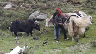 Trek Tibet with Yaks [upl. by Yarvis]