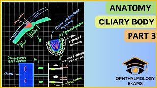 Ocular anatomy part 3  Anatomy of the ciliary body [upl. by Esnofla]