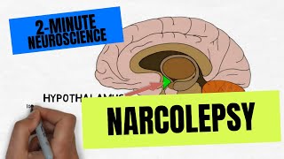 2Minute Neuroscience Narcolepsy [upl. by Enidlarej164]