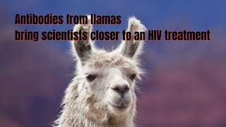 Antibodies from llamas bring scientists closer to an HIV treatment [upl. by Nysila]