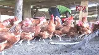 On the Farm Venture into Poultry Farming [upl. by Wenona]