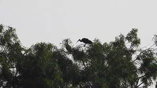 Pair of red naped ibis in the morning at Tal Chappar Rajasthan India [upl. by Patrich]