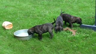 Presa Canario Puppies  Sanders Kennels [upl. by Amling]