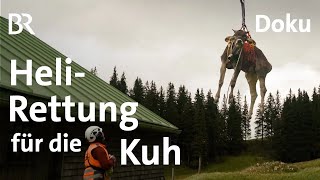 HeliRettung für die Kuh  Ein Jahr mit Bäne  Doku 56  Alpe  Bergmenschen  BR  Allgäu  Kühe [upl. by Noirred]