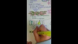 Epithelial Tissue [upl. by Loraine]