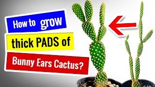 CACTUS CARE for Beginners  How to fix etiolated Bunny Ears Cactus and grow thick PADS [upl. by Einnahpets]