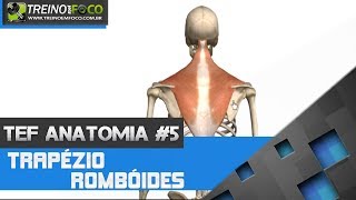 Treino em FOCO Anatomia 5  Trapézio e Rombóides [upl. by Ssor]