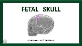 FETAL SKULL  Bones  Sutures  Diameters  Fontanels  Anatomy  OBG Lecture  The Nurses Station [upl. by Haimehen9]