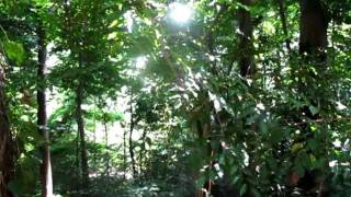 Dancing plant in the Udawattakele Rainforest Reserve Sri Lanka [upl. by Desimone716]