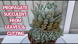 529 PROPAGATION SUCCULENT FROM LEAVES amp CUTTING  NHÂN GIỐNG SEN ĐÁ BẰNG LÁ  다육식물  多肉植物 [upl. by Ignatia]