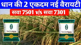 सवा 7501 vs सवा 7301 जाने कौन सी वैरायटी है बेहतर सवा स्मार्ट धान की नई किस्मेंsava 7501 vs 7301 [upl. by Setiram]