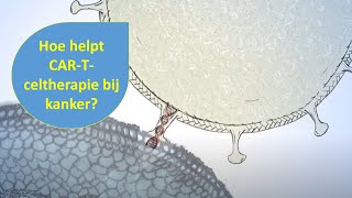 Animatie CARTceltherapie immuuntherapie  Hulpmiddel bij bloedkanker uitgelegd [upl. by Eelrebma]