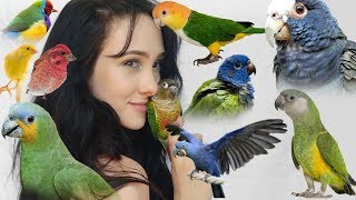 Pros and Cons of These Top 10 Beginner Parrots  Parakeets Conures Parrots and More [upl. by Abbe520]