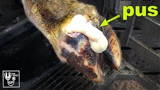 HUGE PUS ABSCESS in COWS HOOF  The Hoof GP [upl. by Lecia262]