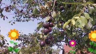 Абрикос обыкновенный Черный бархат Краткий обзор описание prunus armeniaca Chernyi barhat [upl. by Alyam]