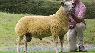 Worcesters National Premier Charollais Sheep Sale Incredible [upl. by Hodgson]