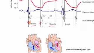 Auscultación Cardíaca 3 ECG y Ciclo Cardíaco [upl. by Ervine]