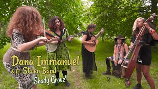 Shady Grove DANA IMMANUEL amp THE STOLEN BAND Red Rooster Festival BOPFLIX sessions [upl. by Sax]