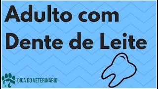 Cão adulto Ainda Com Dente de Leite Dente Ainda Não Caiu Quando Cai  Dica do Veterinário [upl. by Marvin25]