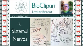 7 Sistemul nervos Sistemul nervos periferic Nervii spinali Corint [upl. by Atalie]