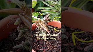 Propagate Anthurium Plant By Stem Cutting  Anthurium Propagation Anthurium plant Care [upl. by Aihsirt229]