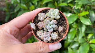 Succulent Seedling Update [upl. by Anaitit]