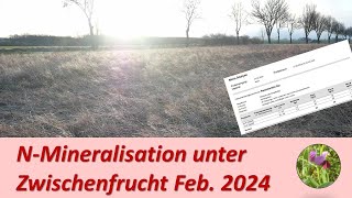 N Mineralisation der Zwischenfrucht im Februar 2024 [upl. by Carrel916]