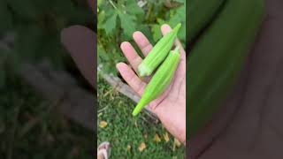 Okra Party Today ladyfinger okra vegetables [upl. by Dyal]