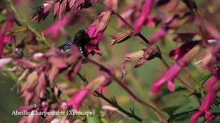 SLOW MOTION 270 FPS LUMIX G9  Abeilles  Abeille Charpentière [upl. by Ennair39]