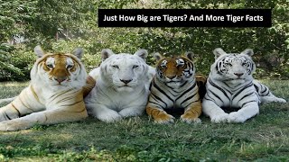 Just How Big are Tigers And More Tiger Facts [upl. by Morly159]