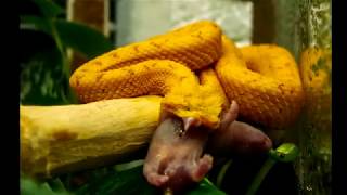 Кормление змей Trimeresurus gumprecht and Bothriechis schlegelii Feeding snakes [upl. by Colette]