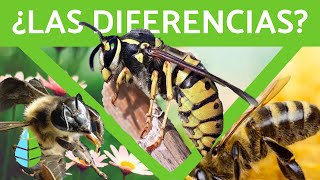 Diferencia entre avispa abeja y abejorro 🐝 TODA LA INFORMACIÓN [upl. by Acinehs]