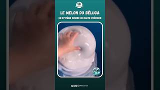 Le melon du beluga  un système sonor de haute qualité animaux [upl. by Llaccm]