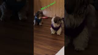 As soon as doorbell rings dogs puppy doglover pets lhasaapso doglife [upl. by Judon]