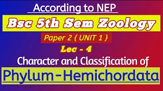 Phylum Hemichordata General Characteristics and ClassificationHemichordata  Balanoglossus bsc Msc [upl. by Mayap]