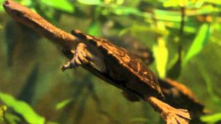 Long Necked Turtles [upl. by Donnenfeld]