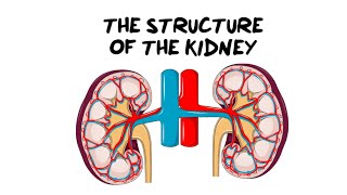 Intro to the Kidney Structure [upl. by Acirre297]